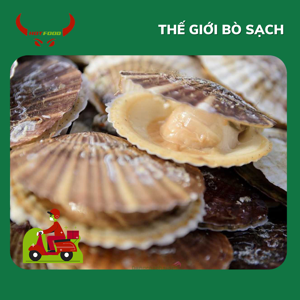 [ Miễn Phí Giao Hàng ]Sò Điệp Nhật  Bản Nguyên Con - 1 Kg - Giao Nhanh HCM