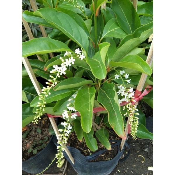 Cây giống Lài Thơm Thái - Trang Flowers