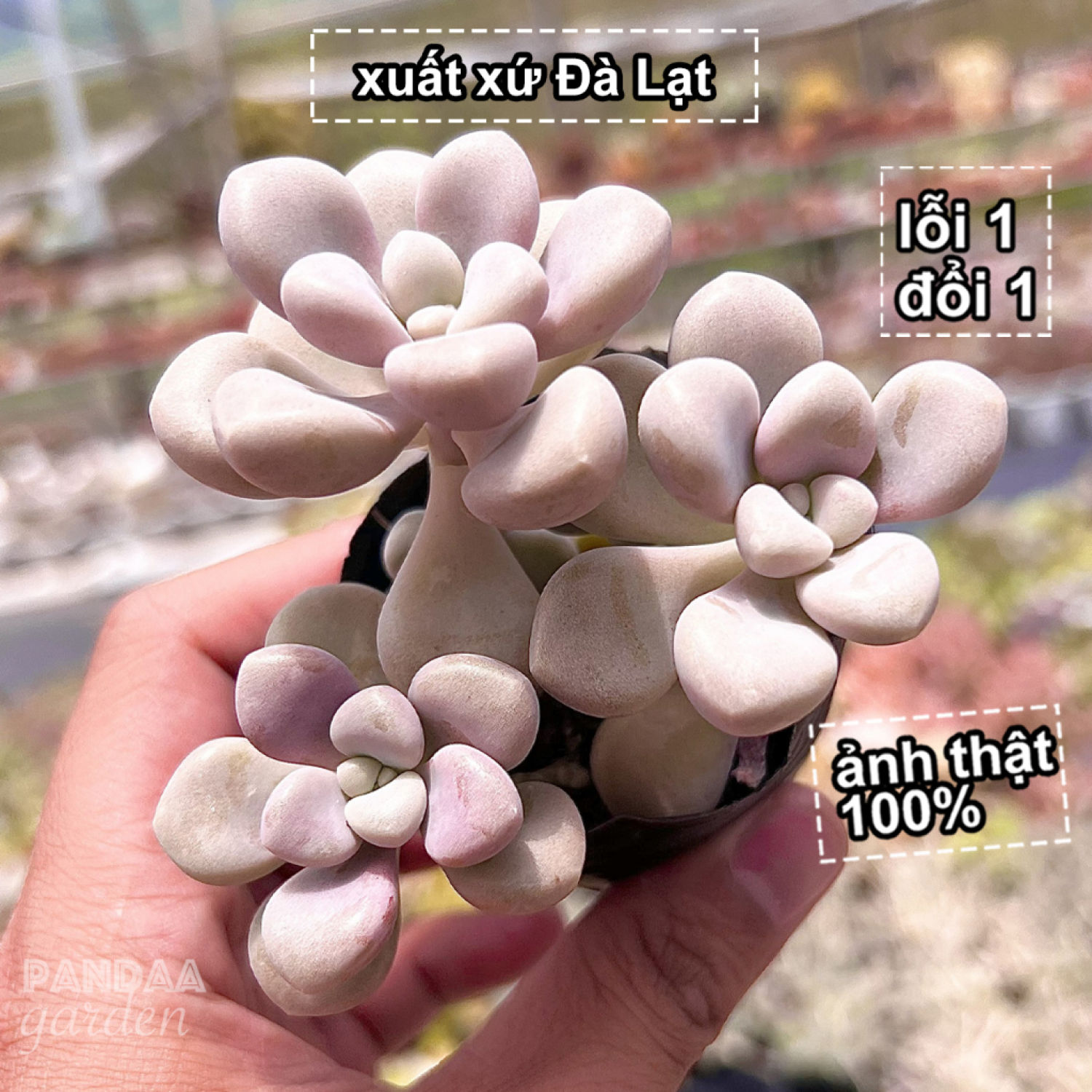 Sen đá sỏi hường size 6-8cm cây khoẻ dễ chăm trồng, sen đá vườn pandaa garden đã thuần khí hậu, lỗi 1 đổi 1