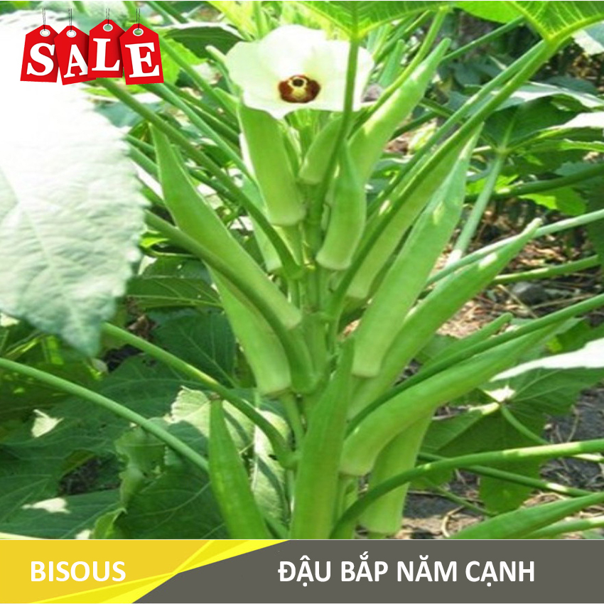 HẠT GIỐNG ĐẬU BẮP NĂM CẠNH Q02 Bisous KLT20g, Tỷ lệ nảy mầm cao, cây sinh trưởng và phát triển tốt, trái sai năng suất, phẩm chất ngon