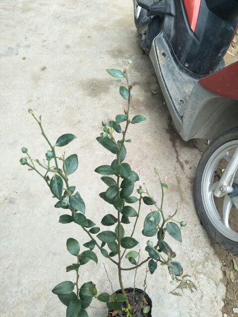 CÂY VIỆT QUẤT F1