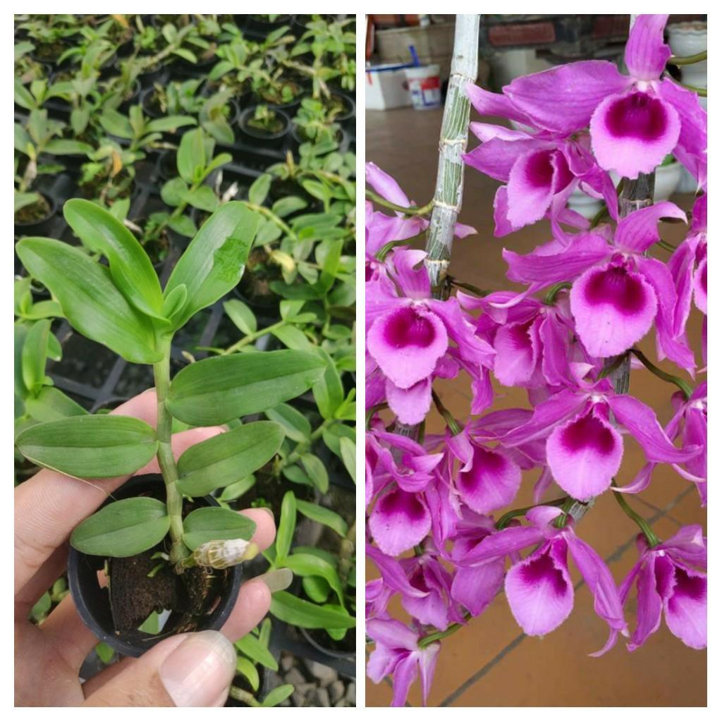 Trầm thanh củi - cây con năm 2