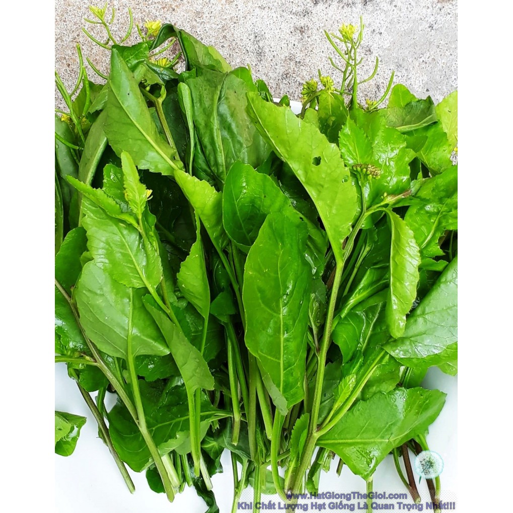 Hạt giống cây cải trời 100g