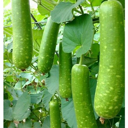 Hạt Giống Bầu Trái Dài - Gống Bầu Sao - Bầu Siêu Trái + F1 (Dễ trồng nhanh lên)