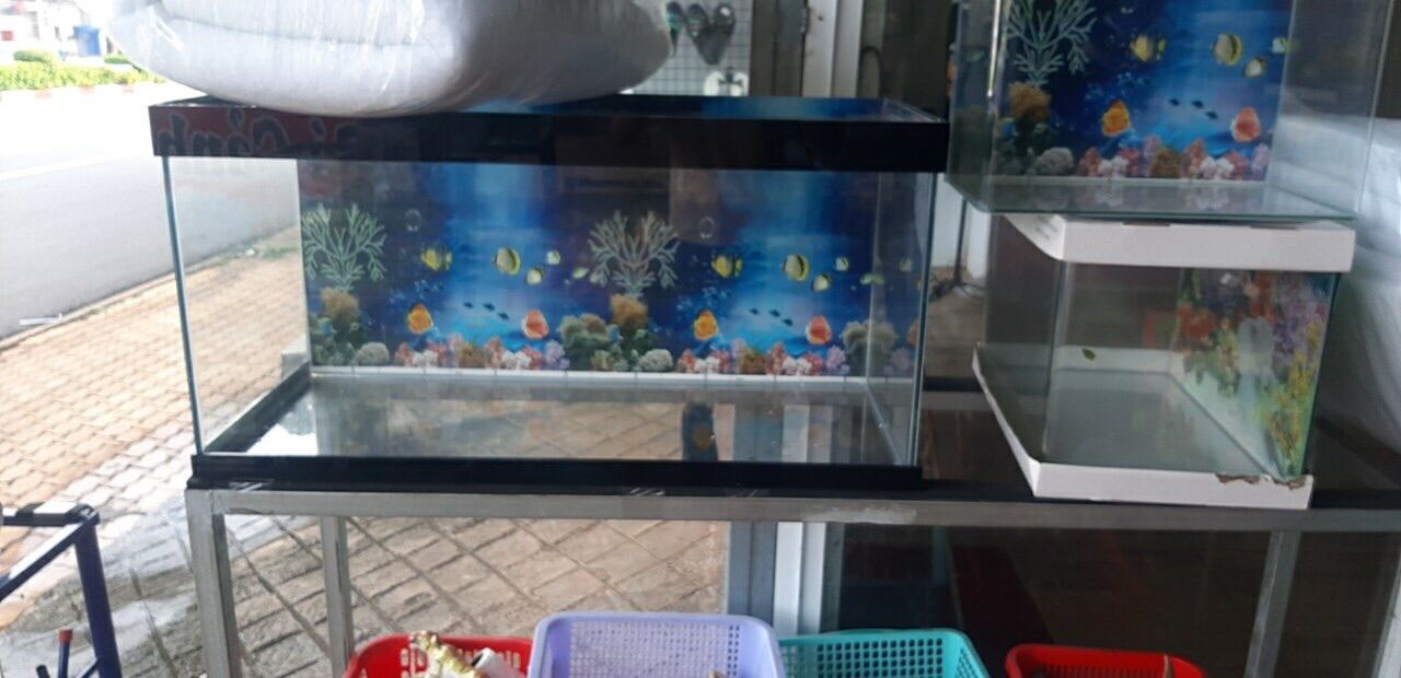 Combo hồ dán dài 60cm rộng 20cm.gồm có máy lọc. Đèn đổi màu . Cây thuỷ sinh. Phân thuỷ sinh,....bao đẹp