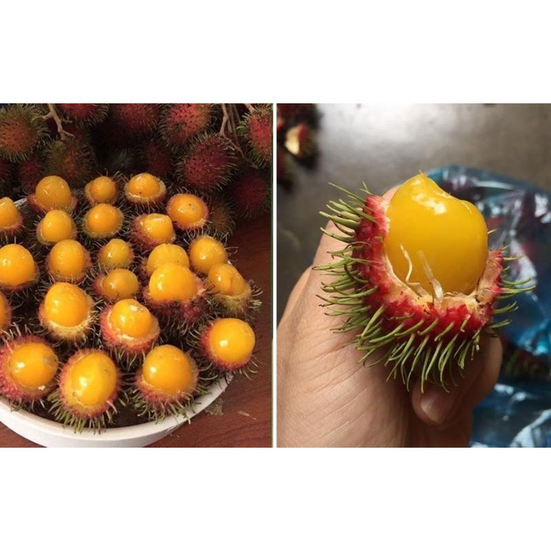 Cây giống chôm chôm ruột vàng siêu sớm