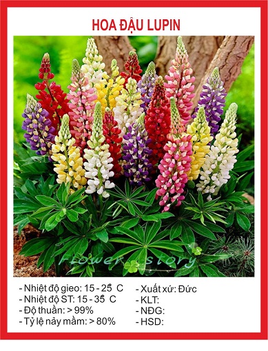Hạt Giống Hoa Đậu Lupin Mix 20 Hạt