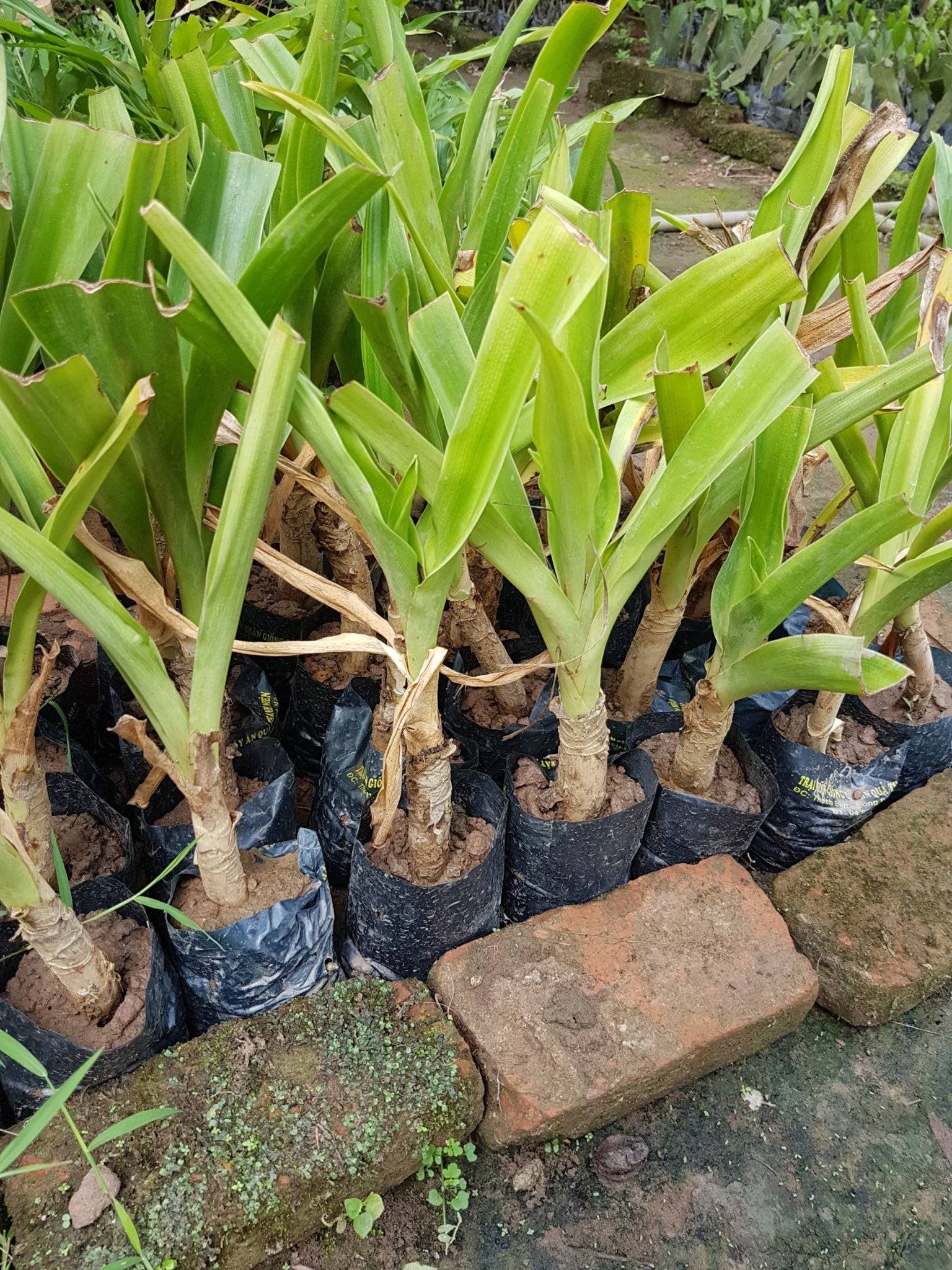 Cây giống náng hoa đỏ chuẩn giống - Cây trong bầu