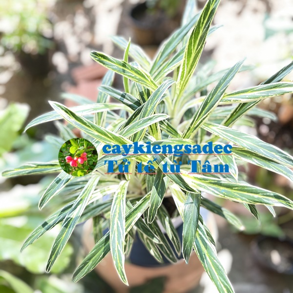 Cây thu tiền + tặng phân bón cho cây khỏe