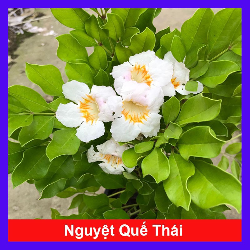 Cây Nguyệt Quế Thái - cây cảnh mini - cây cảnh để bàn - caykiengsadec