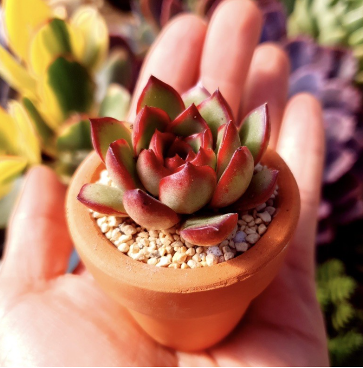 Chậu sen đá mini gồm cây và chậu
