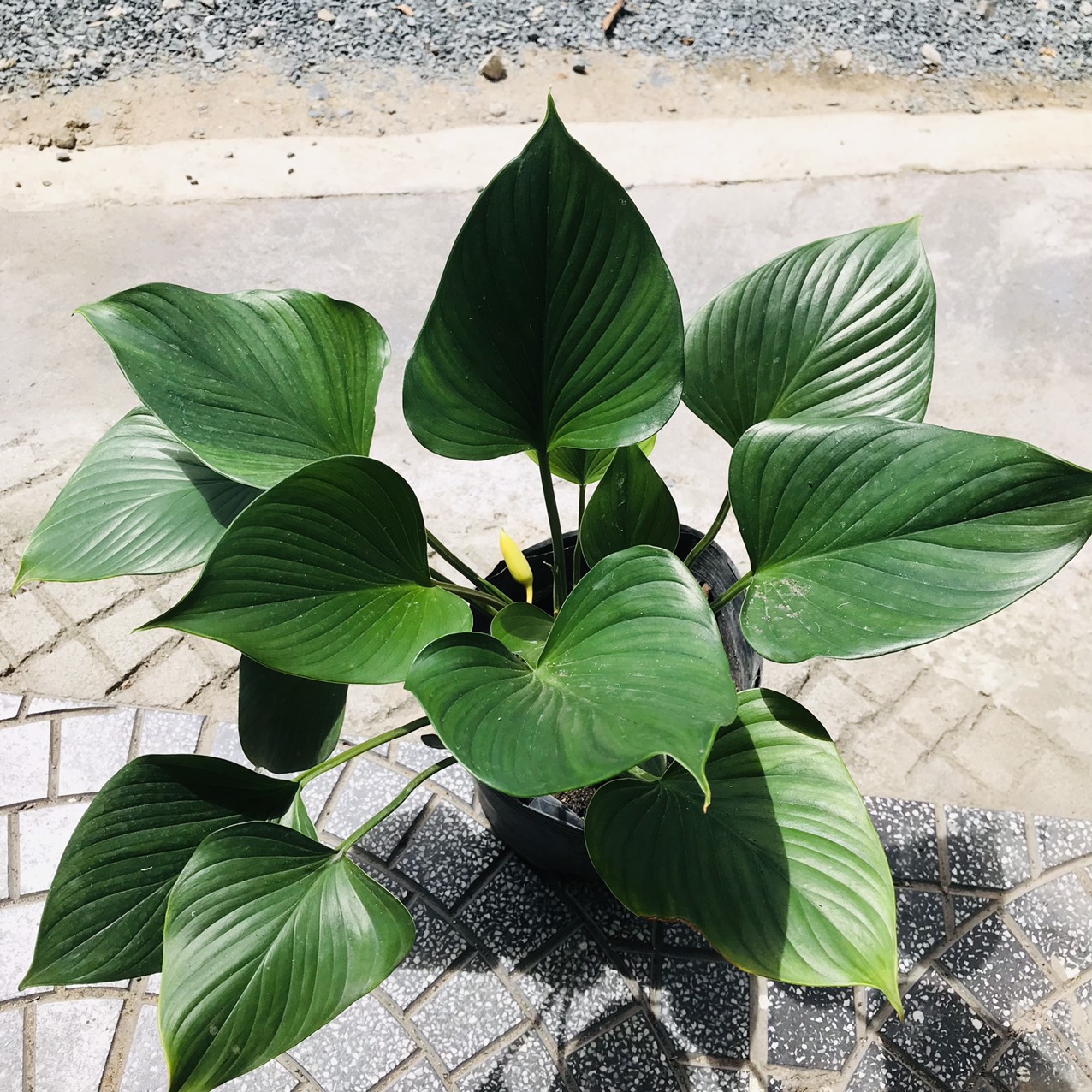 Cây Thanh Tâm Cây Giống Khỏe