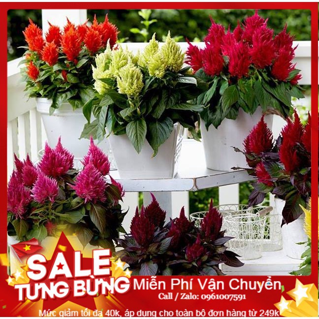 Hạt Giống Hoa Mào Gà Lửa - 50 Hạt [ Tặng bộ dụng cụ làm vườn Mini 3 món ]
