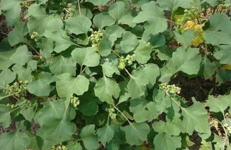 Cây ké đầu ngựa phơi khô combo 2 ký (bán cây lá, không bán quả)