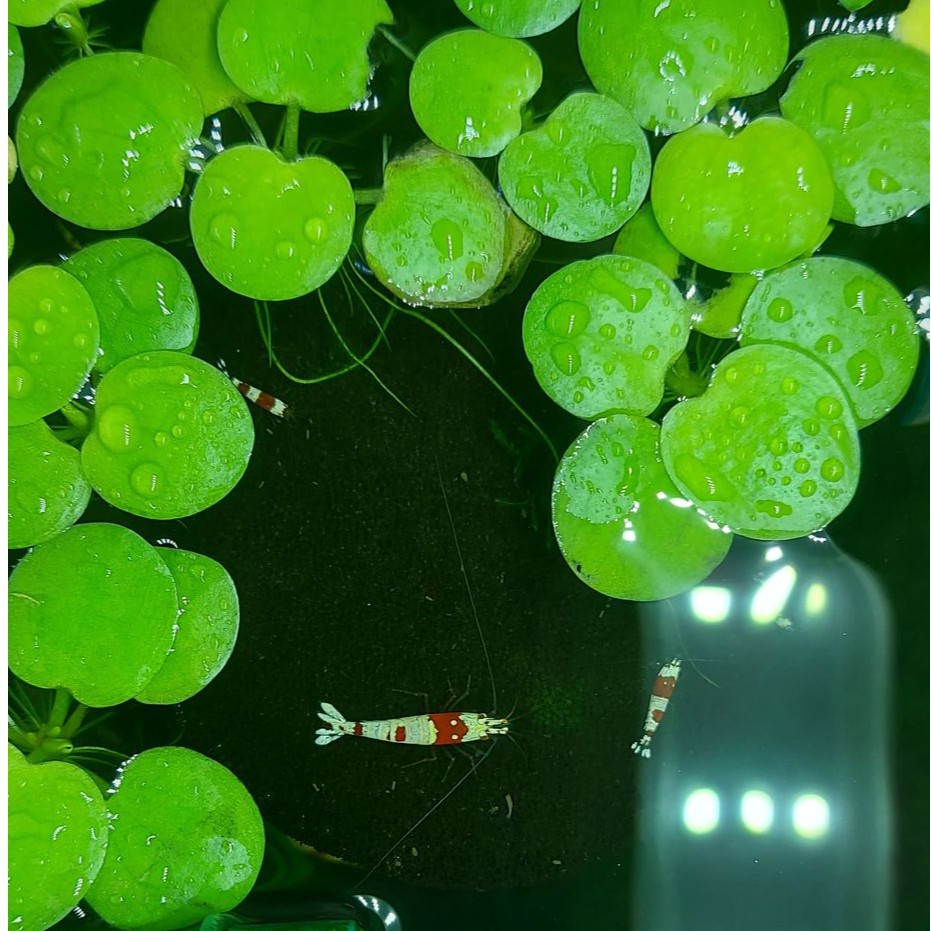 Bèo nhật thuỷ sinh