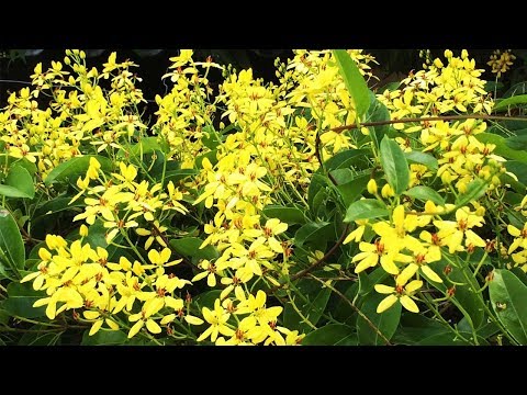 (FREESHIP Từ 50K) Hoa leo mai hoàng yến