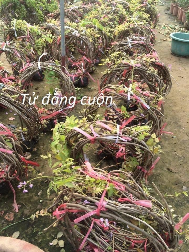 Cây giống Tử Đằng cuộn to khỏe giống tốt