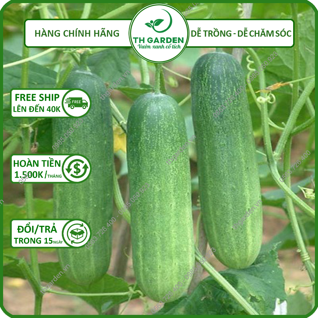 Hạt Giống Dưa Leo ( Dưa Chuột) Chịu Nhiệt N80 TH Garden - Tỷ Lệ Nảy Mầm Trên 90%, Dễ Trồng Dễ Chăm Sóc Năng Suất Cao