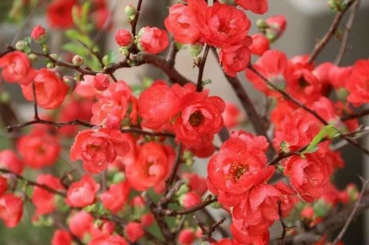 Cây hoa mai đỏ Nhật Bản nở đúng dịp tết nguyễn đán siêu nụ loại cây cảnh rất được chuộng