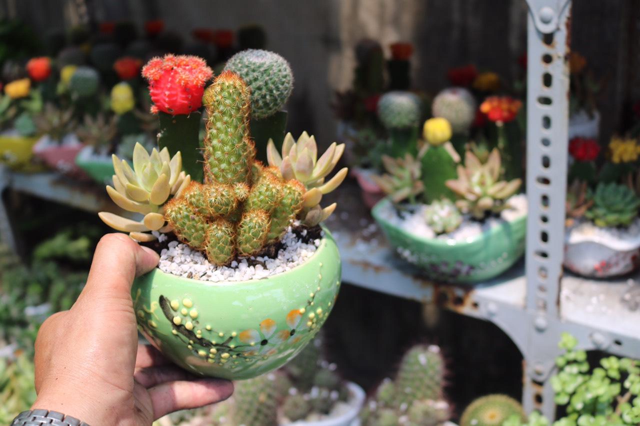 Chậu Cây Xương Rồng ghép chậu sứ