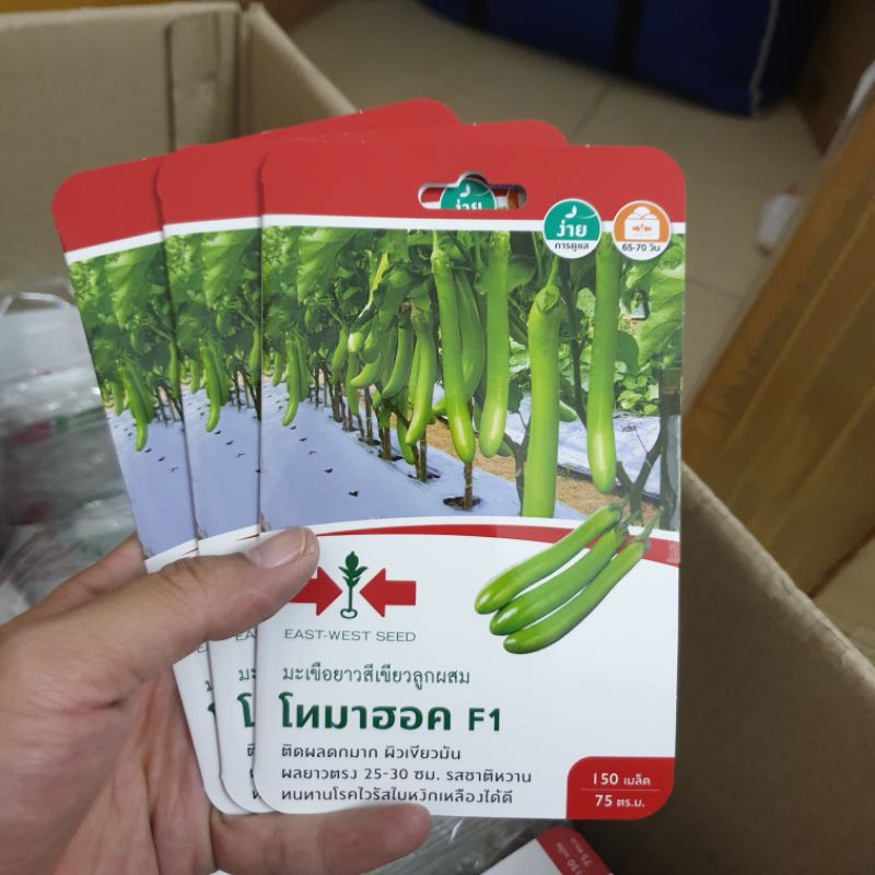 Hạt giống cà xanh dài East West Seed. 150 hạt/gói. Hàng nhập Thái Lan. Tỉ lệ nẩy mầm cao