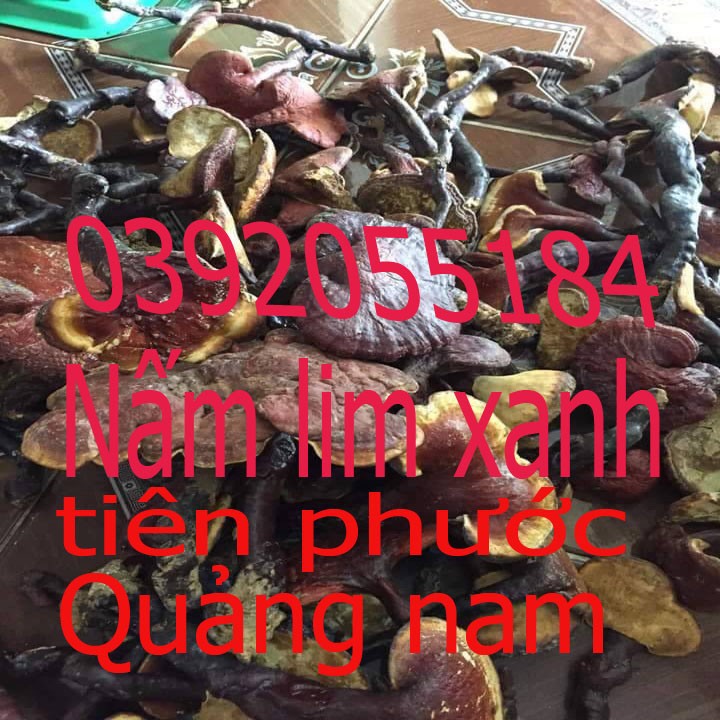 Nấm lim xanh chuẩn rừng tiên phước quảng nam 0.5kg