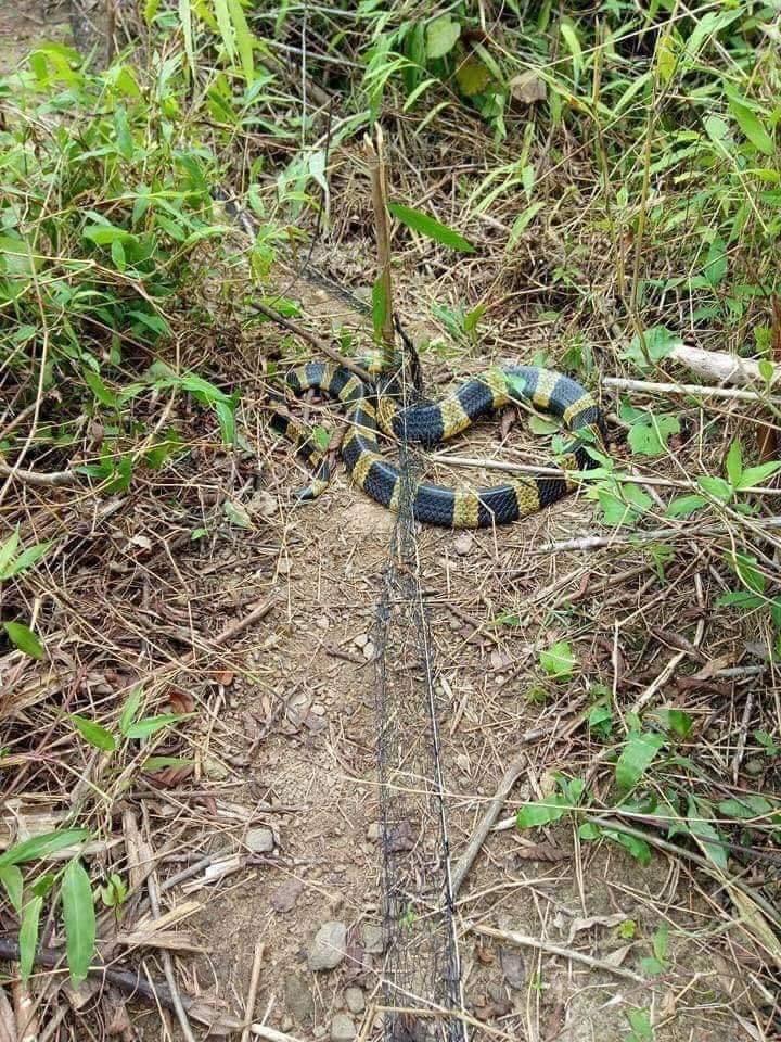 50m lưới bẫy rắn từ 5 lạng đến 2.5kg.lưới dù thái