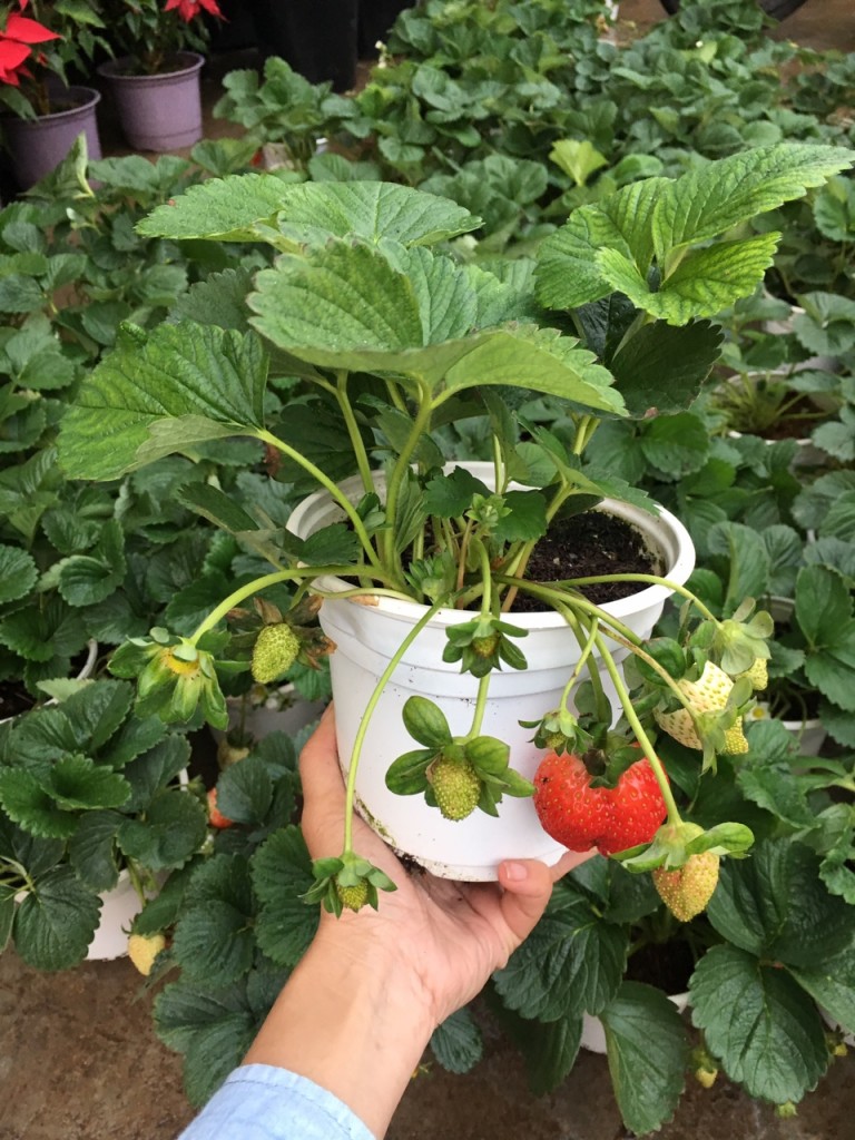 Combo 2 câu dâu tây đang quả choi tết