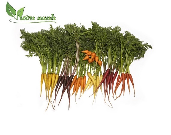 Hạt giống cà rốt cầu vồng, cà rốt nhiều màu 50 hạt