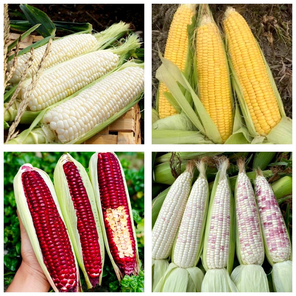 Hạt giống Bắp đủ loại