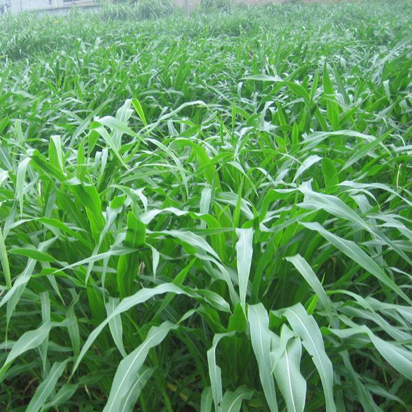 Hạt Giống Cỏ NGỌT 1kg