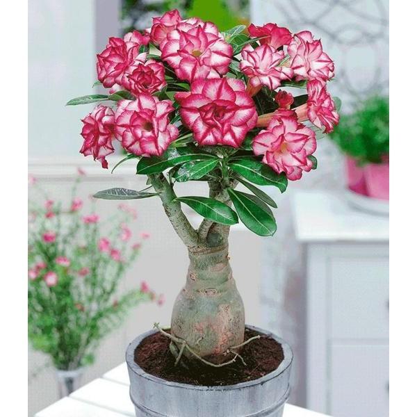 [Mới] - Hạt giống hoa sứ thái kép  giá rẻ