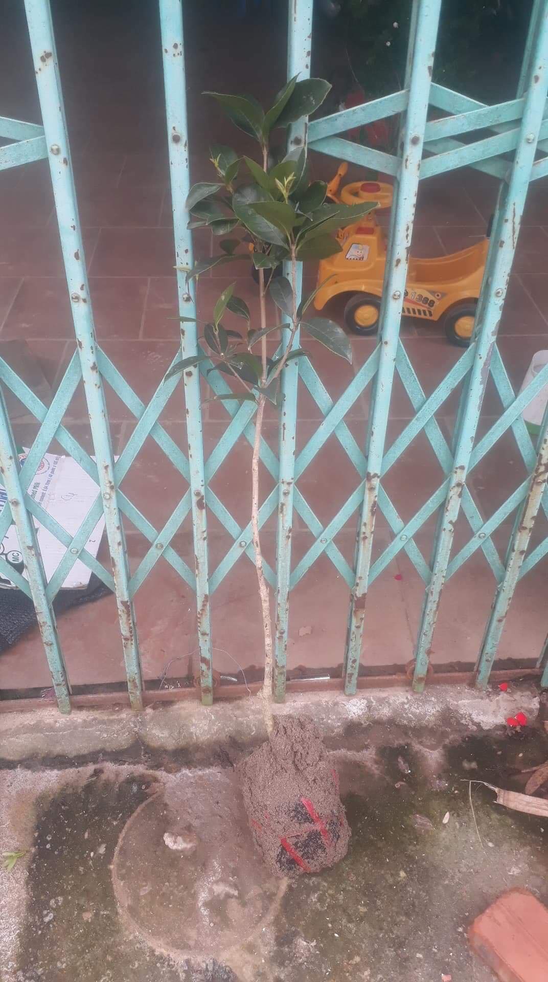Cây hoa mộc hương ta hoa vàng cao 1m cây 3-4 năm tuổi