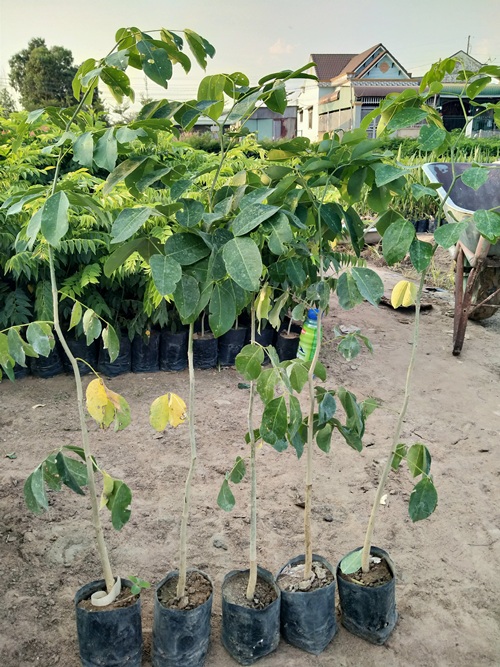 Combo 6 cây gõ đỏ