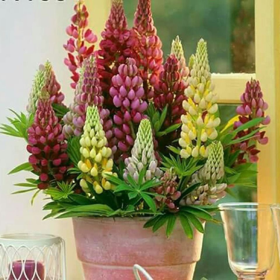 Hạt Giống Hoa Đậu Lupin