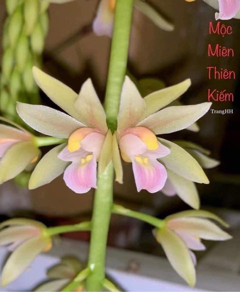 Lan Kiếm Hồng Hà Giang Cây mô 1 năm tuổi