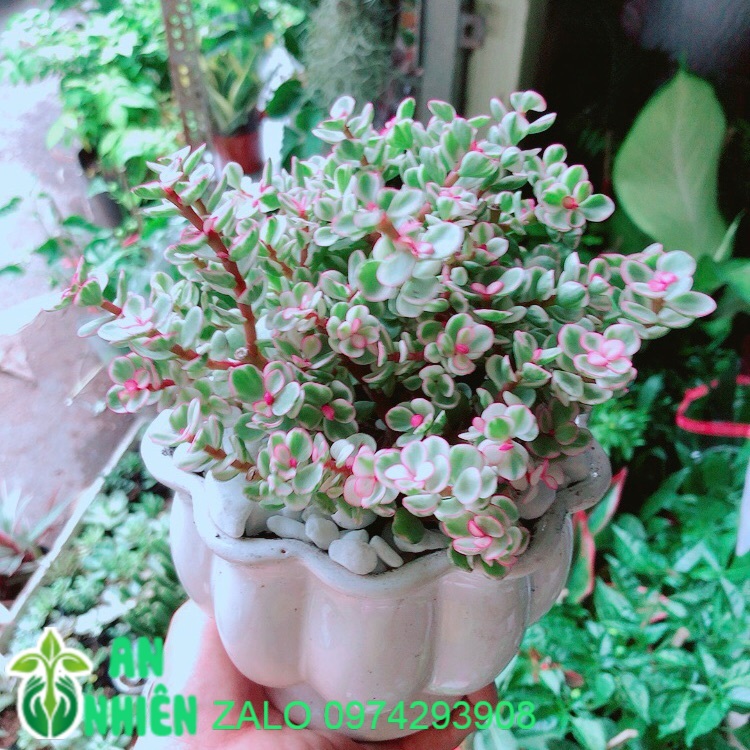 [HCM]Chậu Cây Cành Vàng Lá Ngọc