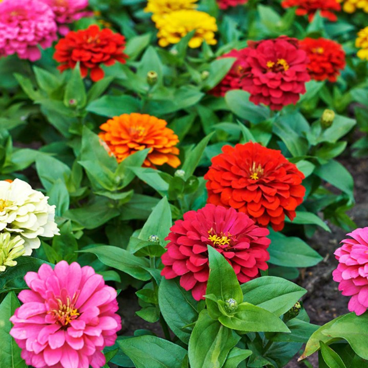 Hạt giống hoa cúc ngũ sắc Zinnia PTP73 | Phởms Market