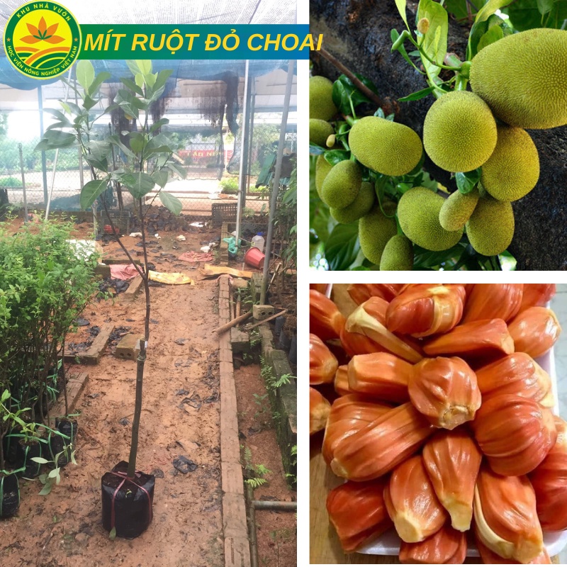 Cây Mít Ruột Đỏ Choai cao từ 1m- 1,2m cho quả ngay giống chuẩn F1 siêu chất lượng