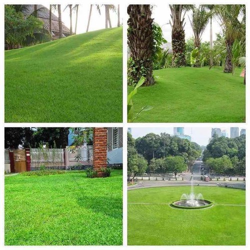 HẠT GIỐNG CỎ SÂN VƯỜN BERMUDA -- TRANG TRÍ SÂN VƯỜN - BONSAI ( GÓI 10 gram )