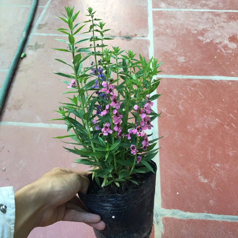 Cây hoa ngọc hân cao 25-35cm cây phát triển quanh năm