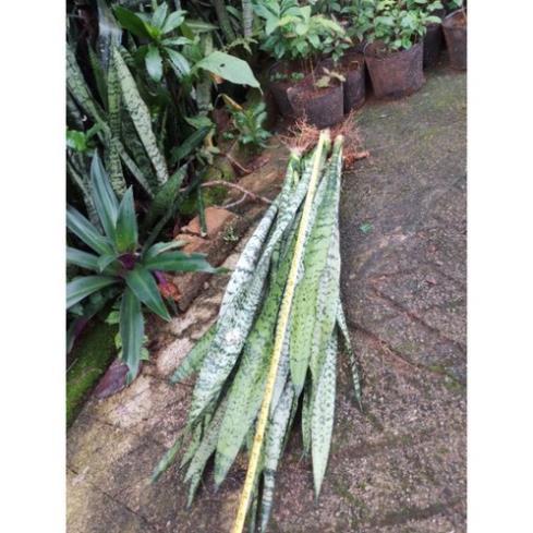 Combo 5 Cây lưỡi hổ cao xanh