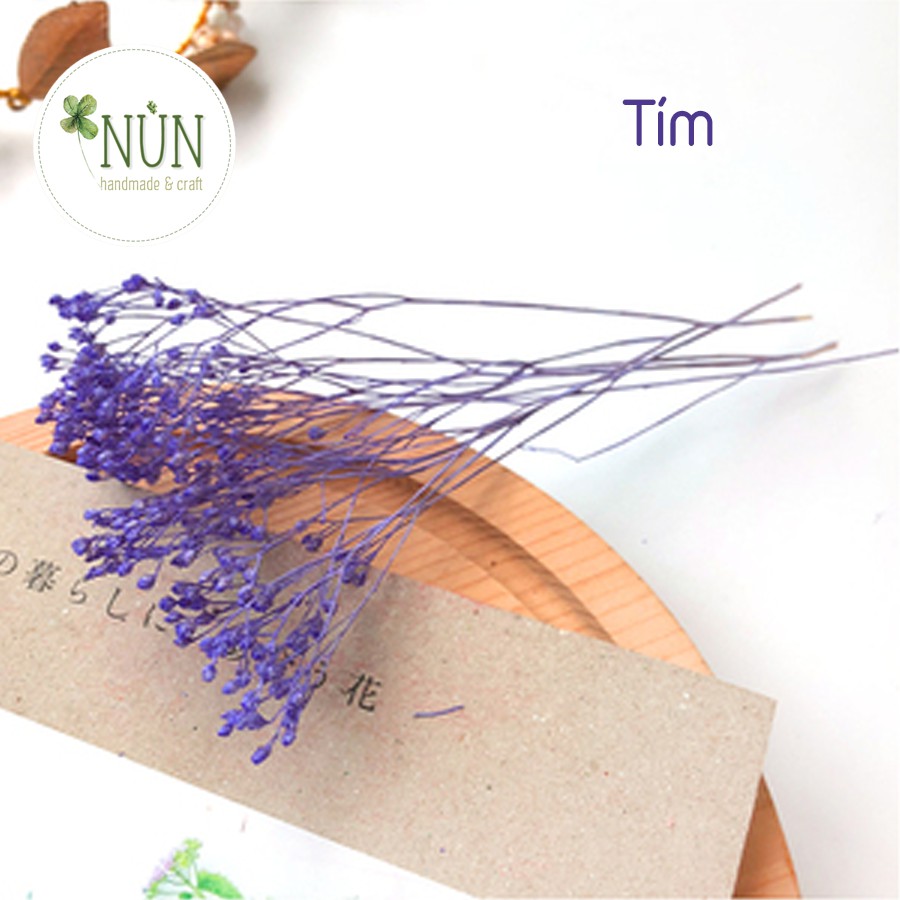 Hoa Gypsophila Million Star - Hoa Triệu Sao Khô 3D