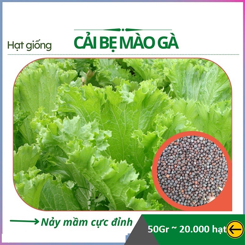 Hạt giống rau cải bẹ mào gà - siêu năng suất - gói 50gr