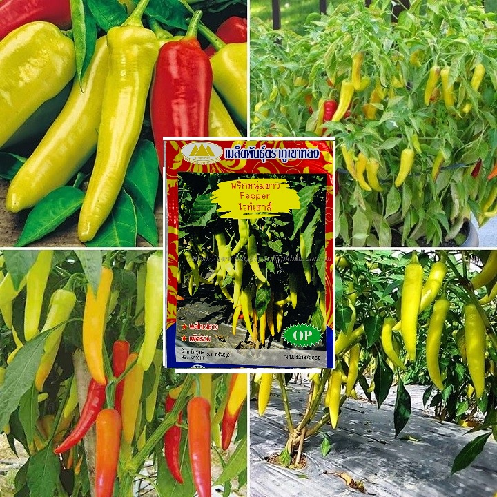Hạt giống ớt sừng siêu cay chỉ địa nhập thái lan nguyên gói 0.5gr ~ 100 hạt