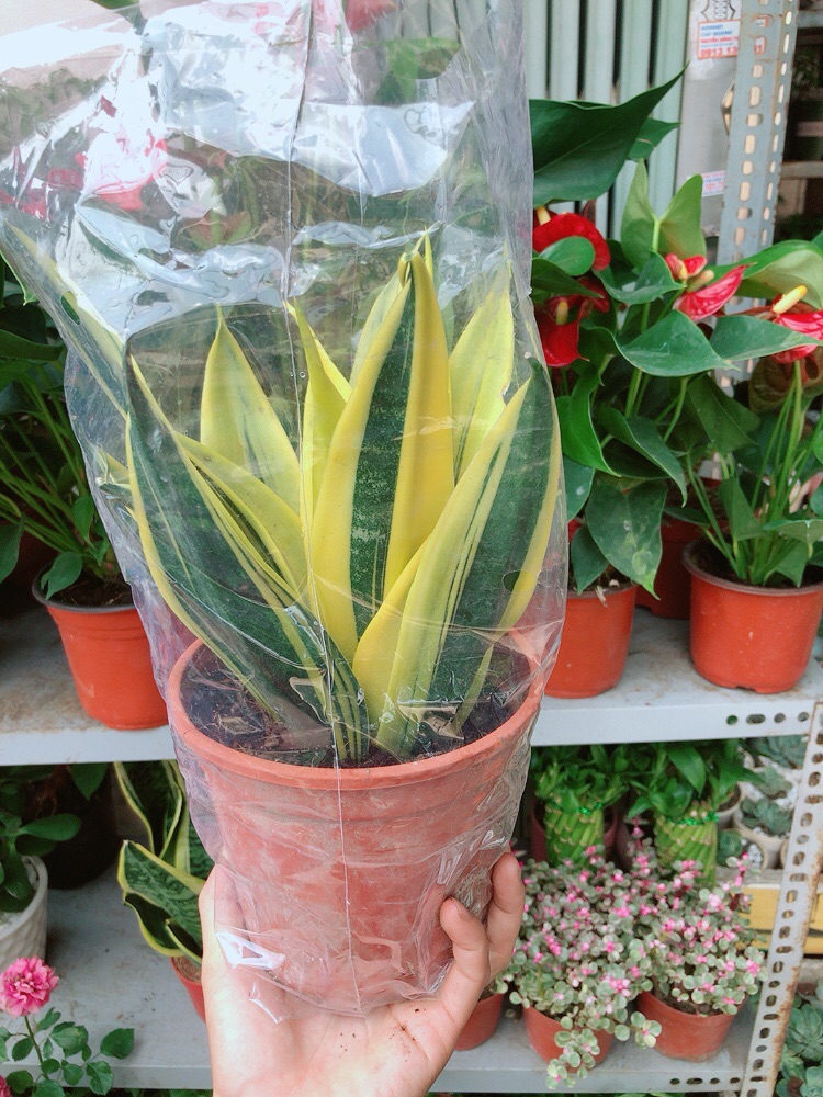 Lưỡi hổ hoàng kim