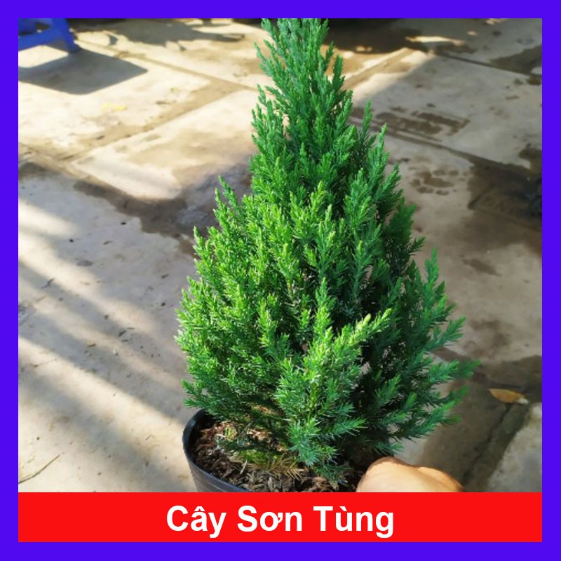 Cây Sơn Tùng - Cây cảnh trong nhà - cây cảnh mini - cây cảnh để bàn - caykiengsadec