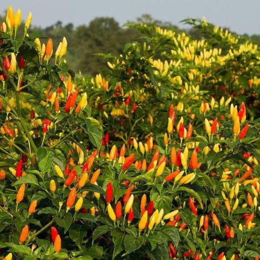 HẠT GIỐNG ỚT SIÊU CAY TOBACO THÁI LAN 100 hạt