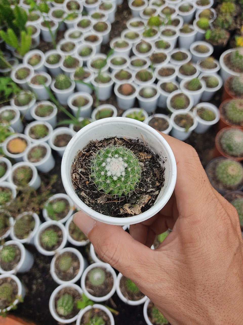 Xương rồng gai trắng