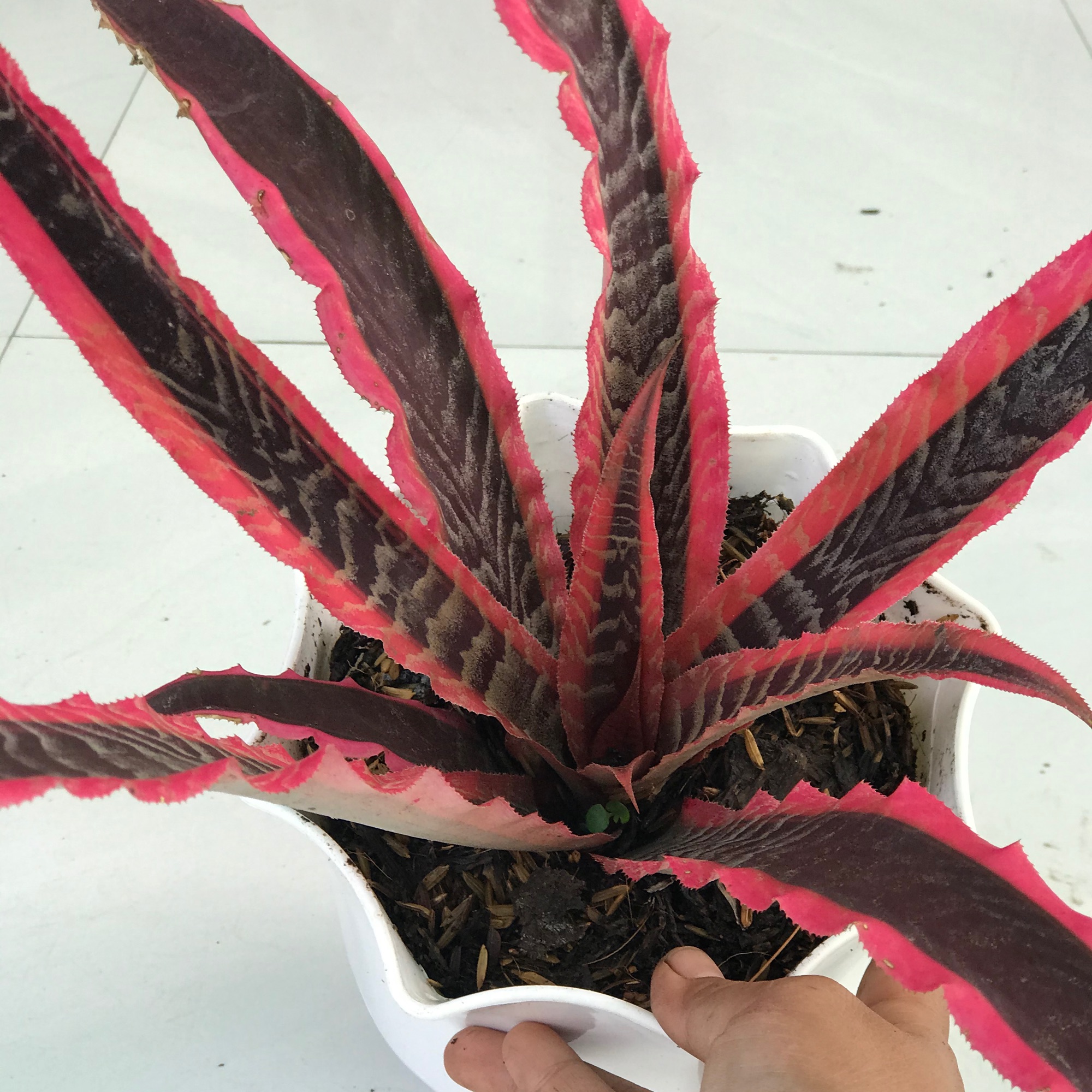 Cây dứa Hồng phụng chậu y hình + tặng phân bón cho cây mau lớn